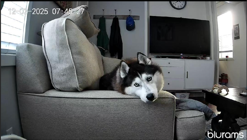 Dog waiting by a window in a Blurams security camera video