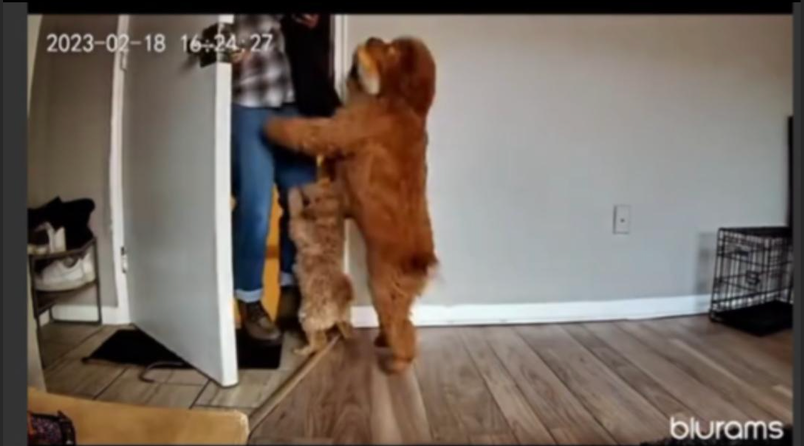 Dog showing affection in a Blurams security camera video
