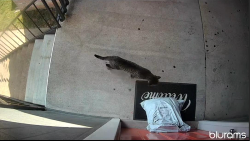 Cat claiming a delivered package in a Blurams security camera video